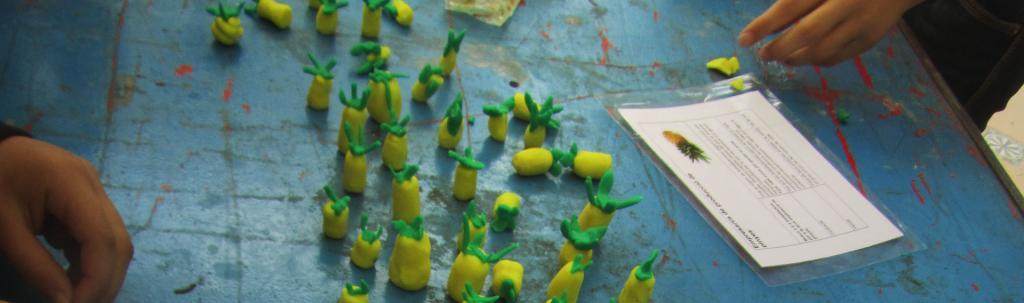 Pinyes fetes en plastilina, emprades per a exemplificar explicacions durant el curs educatiu